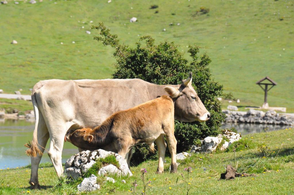 Sames Casa Rural La Riba المظهر الخارجي الصورة