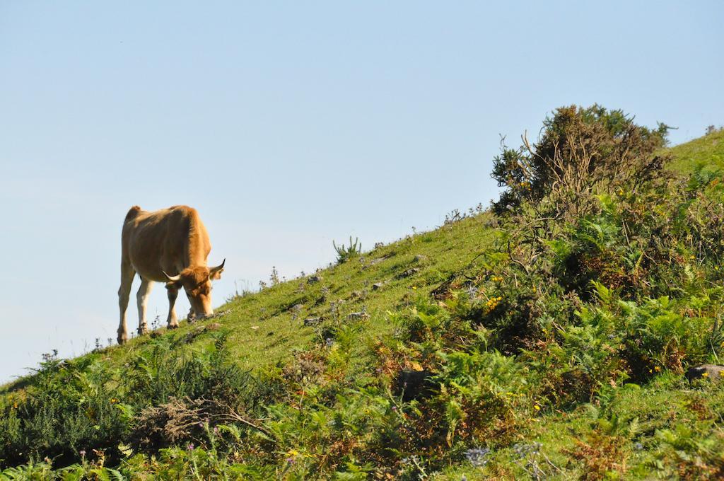 Sames Casa Rural La Riba المظهر الخارجي الصورة